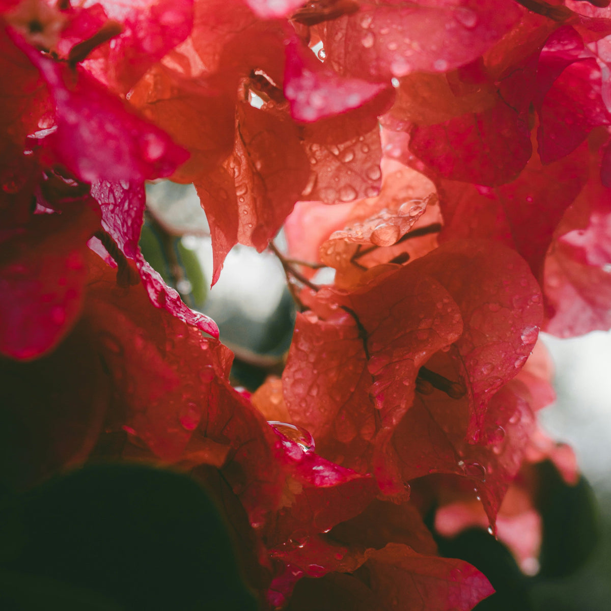 Aromas florales – B I T Y A H Candle Studio