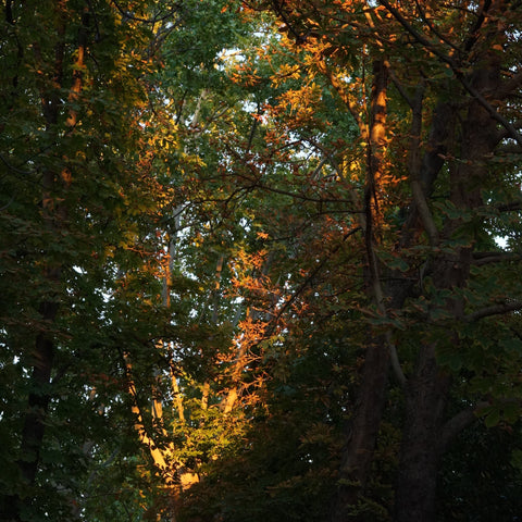 Second Image